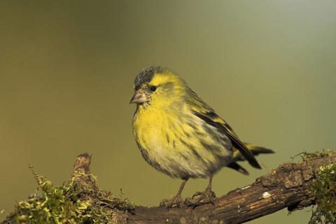 Eurasian Siskin (Spinus spinus) male, Castile-La Mancha, Spain