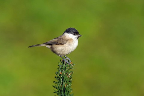Swamp tit (Parus palustris) Marsh Tit • Baden-Württemberg, Germany, Baden-Württemberg, Federal