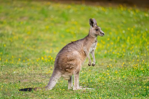 Eastern Gray Kangaroo (Macropus giganteus) standing on a meadow, captive, Germany