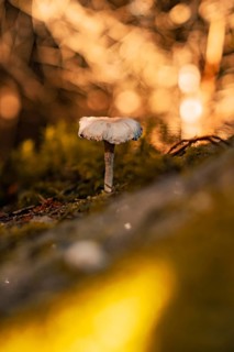 Small mushroom growing on moss-covered ground in autumn, Black Forest, Germany
