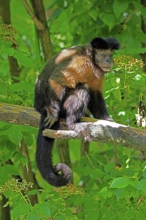Crested Capuchin (Sapajus apella), adult, on tree, vigilant, South America