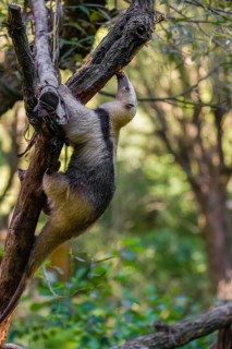 One southern tamandua (Tamandua tetradactyla), climbs up a tree in a forest