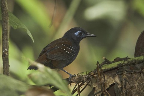 Chestnut-backed Antbird (Myrmeciza exsul), Ecuador