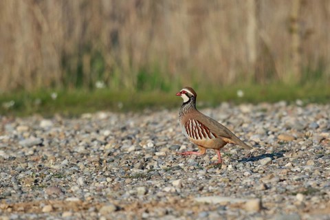Red-legged Partridge (Alectoris rufa), Spain