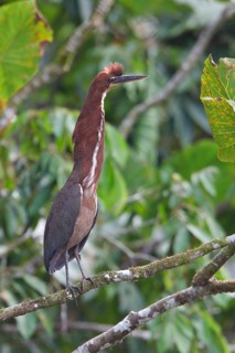 Rufescent Tiger-Heron (Tigrisoma lineatum) perched on a branch in Ecuador, South America