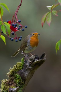 European Robin (Erithacus rubecula) perched on old mossy branch, Saxony, Germany