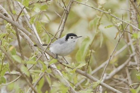 Tropical Gnatcatcher (Polioptila plumbea), Ecuador