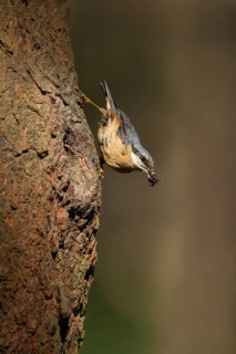 Eurasian Nuthatch (Sitta europaea) feeds at nesting hole, Utrecht, Netherlands