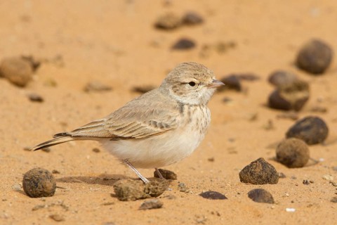 Bar-tailed Lark (Ammomanes cinctura), Morocco