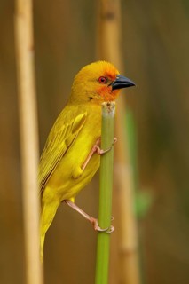 Eastern golden weaver (Ploceus subaureus), iSimangaliso Wetland Park, St. Lucia, KwaZulu-Natal,