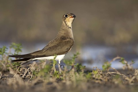 Collared Pratincole (Glareola pratincola), Andalusia, Spain