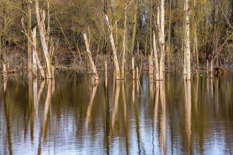 The Bislicher Insel, nature reserve on the Rhine, Altrheinarm, near Xanten, Lower Rhine, Wesel