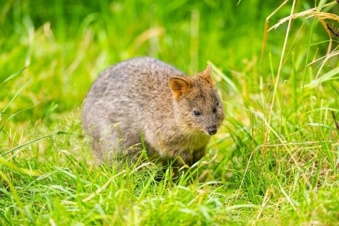 Quokka (Setonix brachyurus) kangaroo standing on a meadow, captive