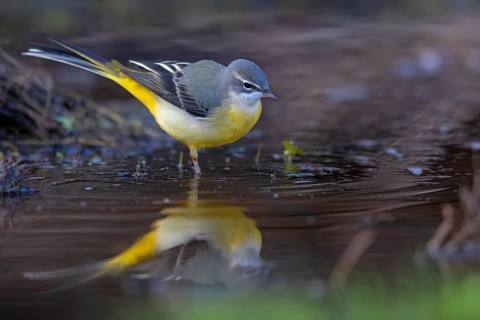 Grey wagtail (Motacilla cinerea), Bergeronnette des ruisseaux, Lavandera Cascadeña, mountain
