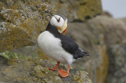 Horned Puffin (Fratercula corniculata), Alaska, USA