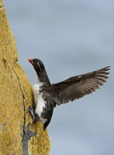 Parakeet Auklet (Aethia psittacula), Alaska, USA