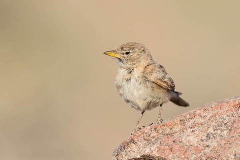 Desert Lark (Ammomanes deserti payni) perched on a rock, Eilat, Israel