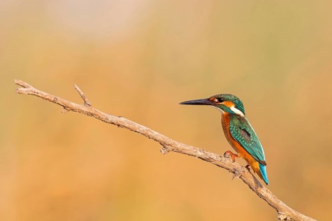 Kingfisher, (Alcedo atthis), animals, birds, kingfisher family, perch, biotope, habitat, Lahavot