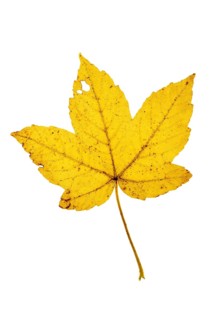 Autumn leaf, Vechta, Lower Saxony, Germany