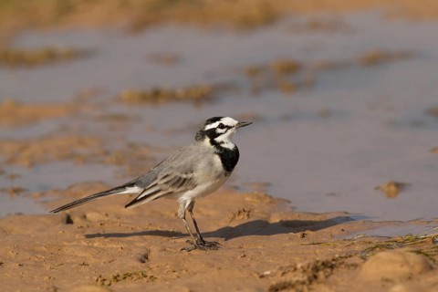 White Wagtail (Motacilla alba subpersonata), Morocco