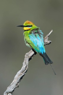 Rainbow Bee-eater (Merops ornatus) male perched on a branch, South Australia, Australia