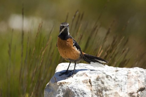 Cape Rockjumper (Chaetops frenatus), South Africa