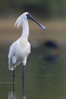 Royal Spoonbill (Platalea regia), Victoria, Australia