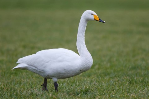 Whooper Swan (Cygnus cygnus), Netherlands