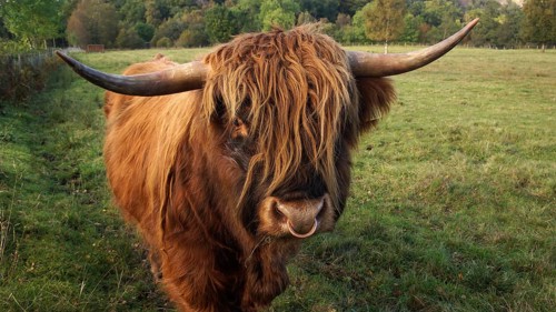 Europe, Scotland, Great Britain, England, countryside, Highland Cattle, Scottish Highland Cattle
