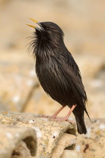 Spotless Starling (Sturnus unicolor) calling from roof, Castile-La Mancha, Spain