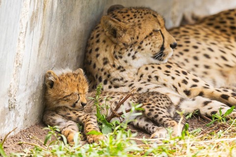 Cheetah (Acinonyx jubatus) mother with her youngster, captive, occurrence Africa