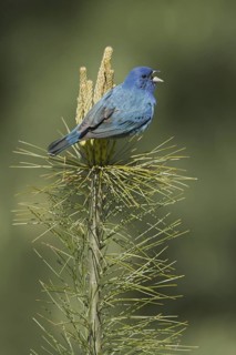 Indigo Bunting (Passerina cyanea) male, Ontario, Canada
