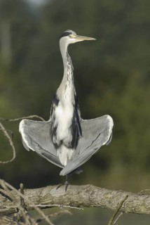 Grey Heron (Ardea cinerea), Saxony, Germany