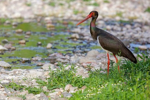 Black stork, Ciconia nigra, Lesvos, Greece