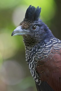 Banded Ground-Cuckoo (Neomorphus radiolosus) perched on a branch in Ecuador, South America