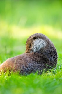 Eurasian otter (Lutra lutra) on a meadow, Hesse, Germany