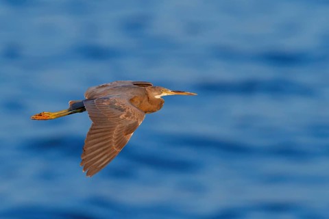 Heron, (Egretta gularis), heron, animals, birds, biotope, habitat, foraging Salalah, Raysut,