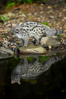 Common genet (Genetta genetta) at the shore of a lake, wildlife in a forest, Montseny National