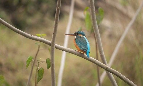 A kingfisher (Alcedo atthis), Sreepur, Gazipur, Bangladesh