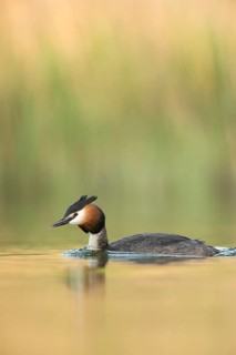 Stille am See... Haubentaucher *Podiceps cristatus*