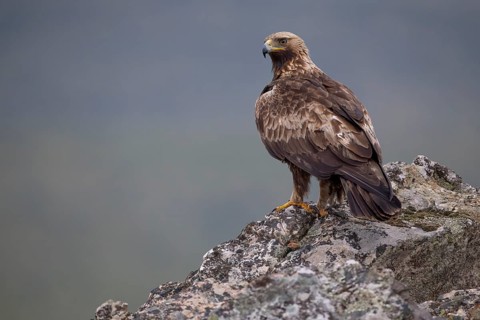 Golden eagle (Aquila chrysaetos), on rock, Extremadura, Spain