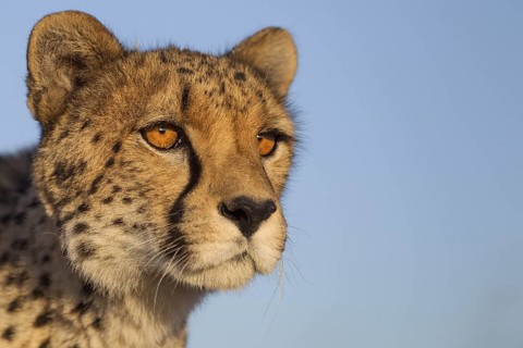 Cheetah (Acinonyx jubatus) captive, female, Castile-La Mancha, Spain
