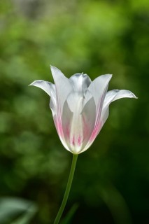 Blossom of a tulip (Tulipa), Bavaria, Germany