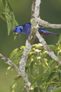 Opal-rumped Tanager (Tangara velia) perched on a branch in Ecuador, South America
