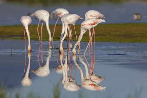 Pink flamingo, (Phoenicopterus ruber), Phoenicopterus roseus, animals, birds, flamingo, biotope,