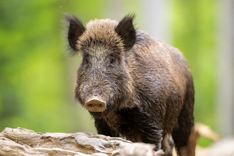 Wild boar (Sus scrofa) standing in a forest, Bavaria, Germany