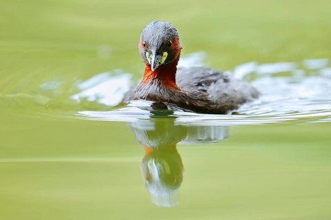 Little grebe (Tachybaptus ruficollis), North Rhine-Westphalia, Germany