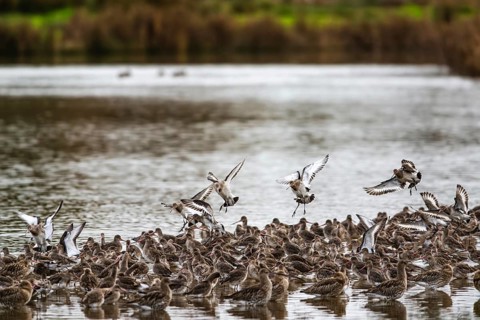 Black-tailed Godwits, Limosa limosa, birds in flight over marshes