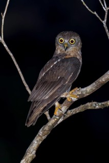 Barking Owl (Ninox connivens) perched on a branch in Papua New Guinea