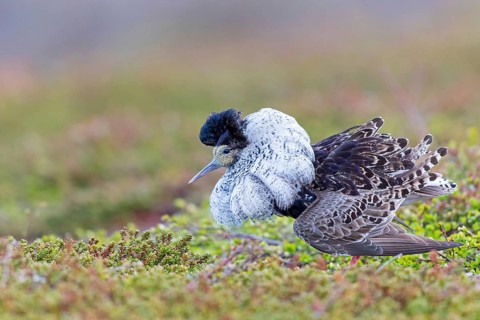 Ruff, (Philomachus pugnax), animals, birds, plumage during mating season, snipe bird, courtship,